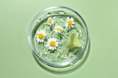 Photo of Petri dish with chamomile flowers, leaf and gel green background, top view