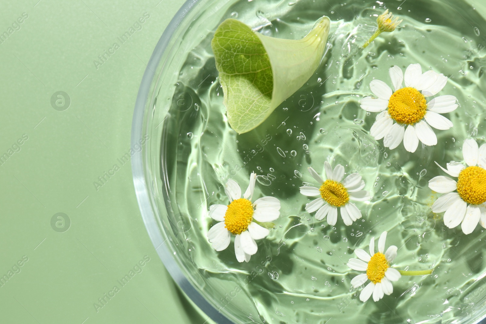 Photo of Petri dish with chamomile flowers, leaf and gel green background, top view