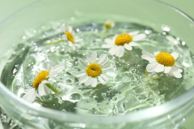 Photo of Petri dish with chamomile flowers and gel, closeup