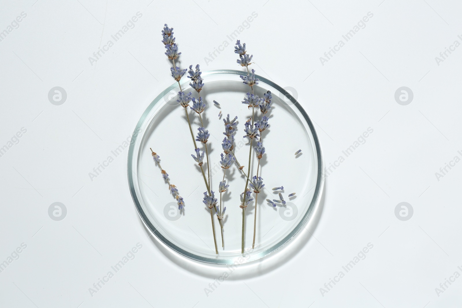 Photo of Petri dish with lavender flowers on white background, top view