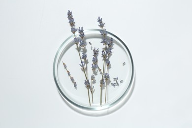 Photo of Petri dish with lavender flowers on white background, top view