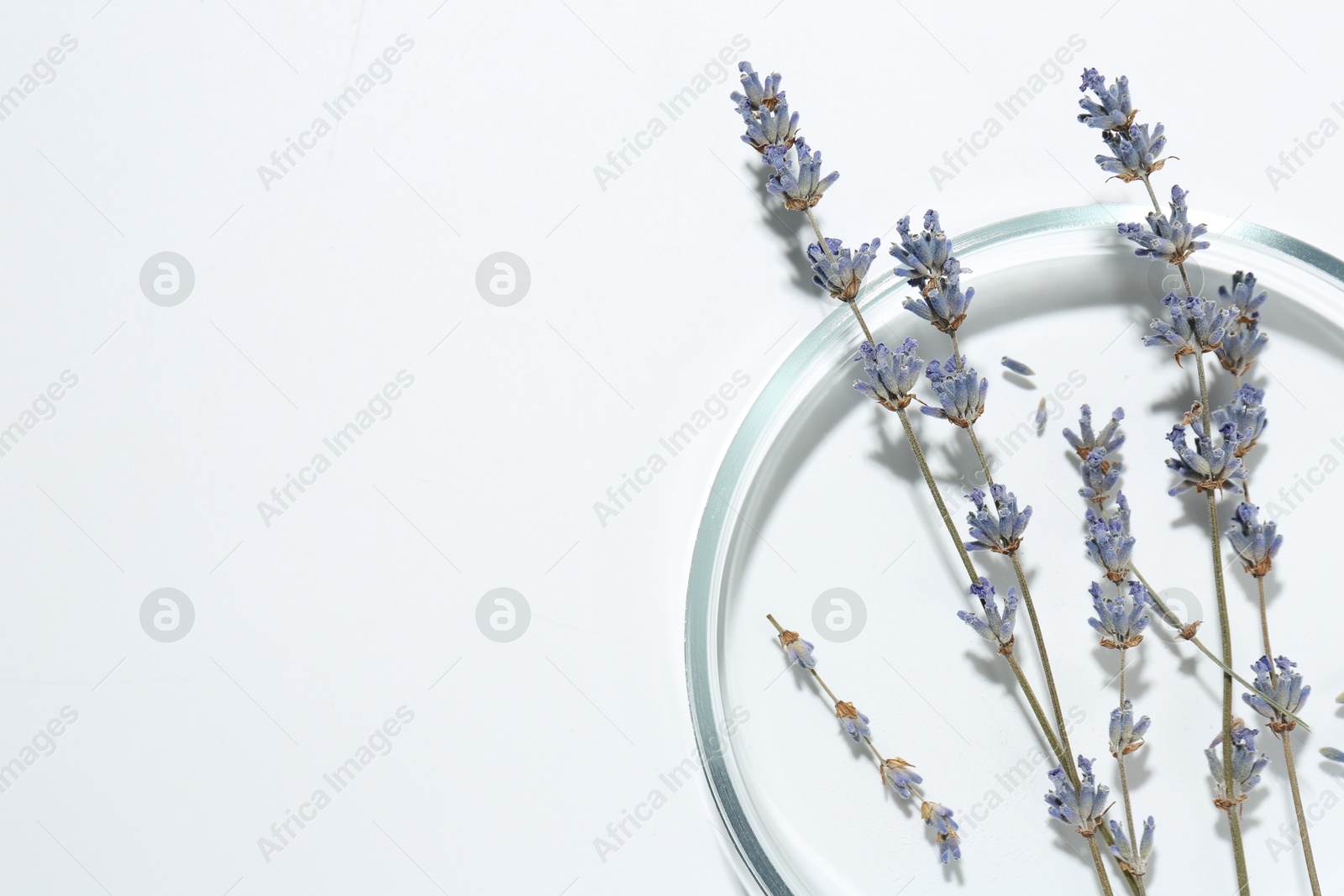 Photo of Petri dish with lavender flowers on white background, top view. Space for text