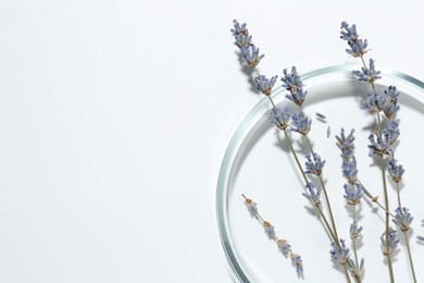 Photo of Petri dish with lavender flowers on white background, top view. Space for text