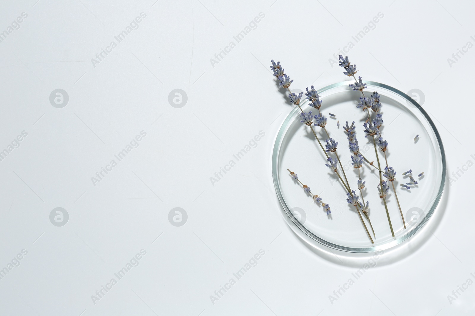 Photo of Petri dish with lavender flowers on white background, top view. Space for text