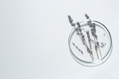 Photo of Petri dish with lavender flowers on white background, top view. Space for text