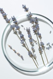 Photo of Petri dish with lavender flowers on white background, top view