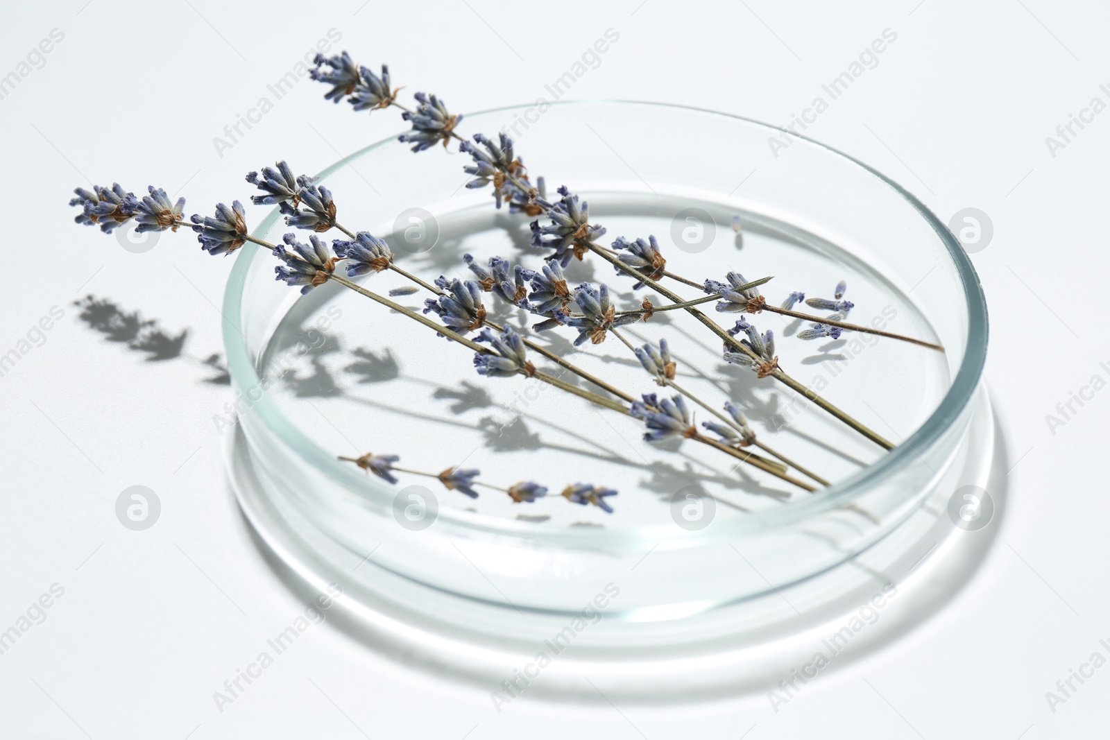 Photo of Petri dish with lavender flowers on white background