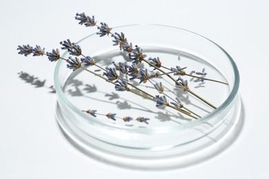 Photo of Petri dish with lavender flowers on white background