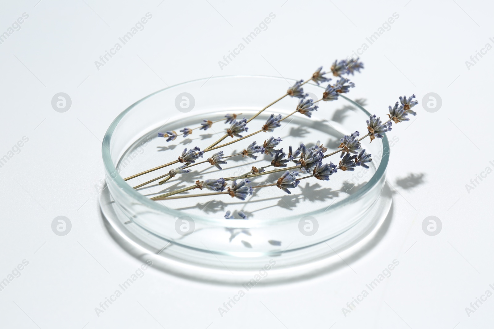 Photo of Petri dish with lavender flowers on white background