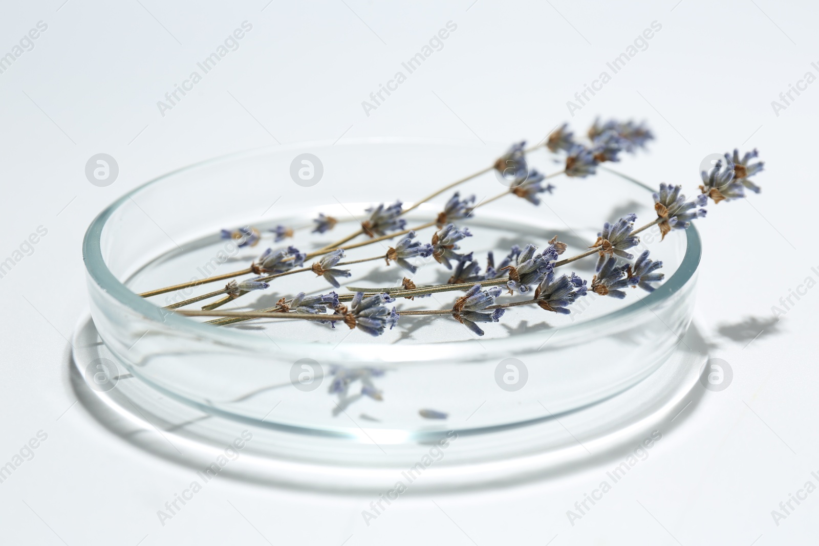 Photo of Petri dish with lavender flowers on white background, closeup