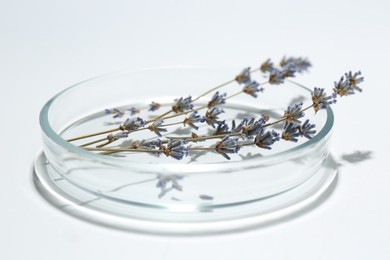 Petri dish with lavender flowers on white background, closeup