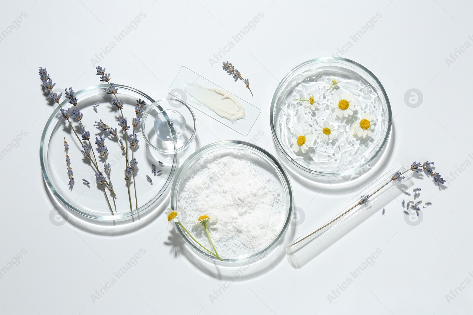 Photo of Petri dishes with lavender, chamomile flowers and cosmetic products on white background, flat lay