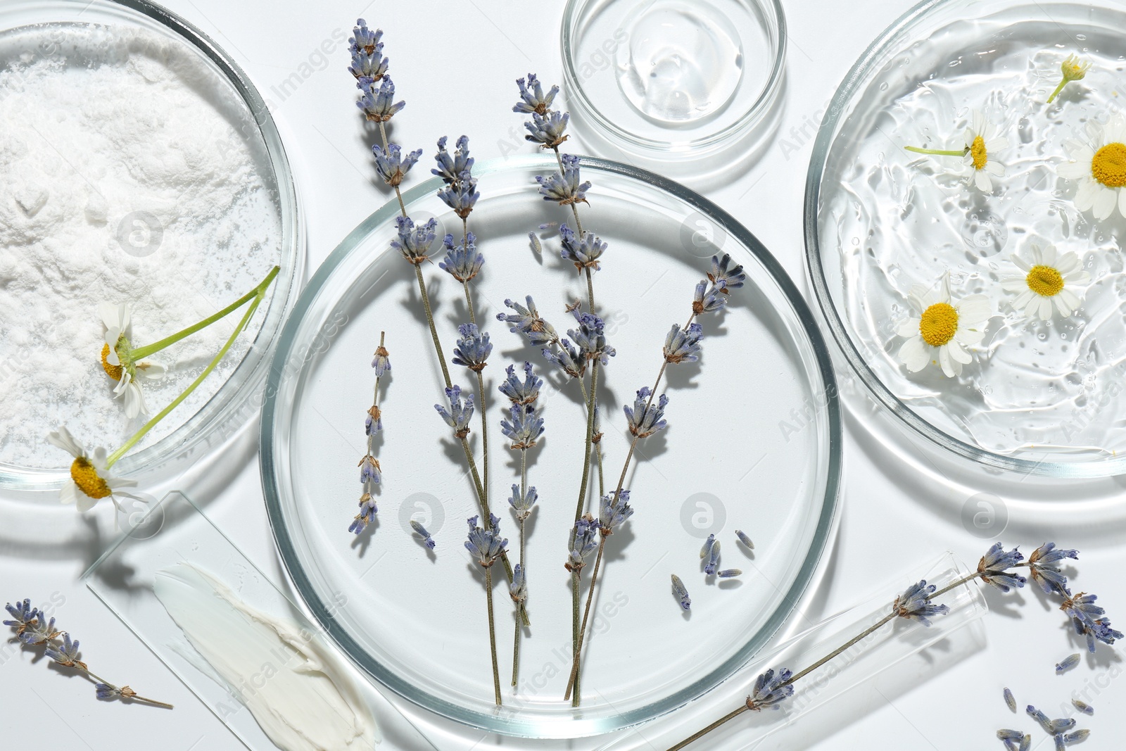 Photo of Petri dishes with lavender, chamomile flowers and cosmetic products on white background, flat lay