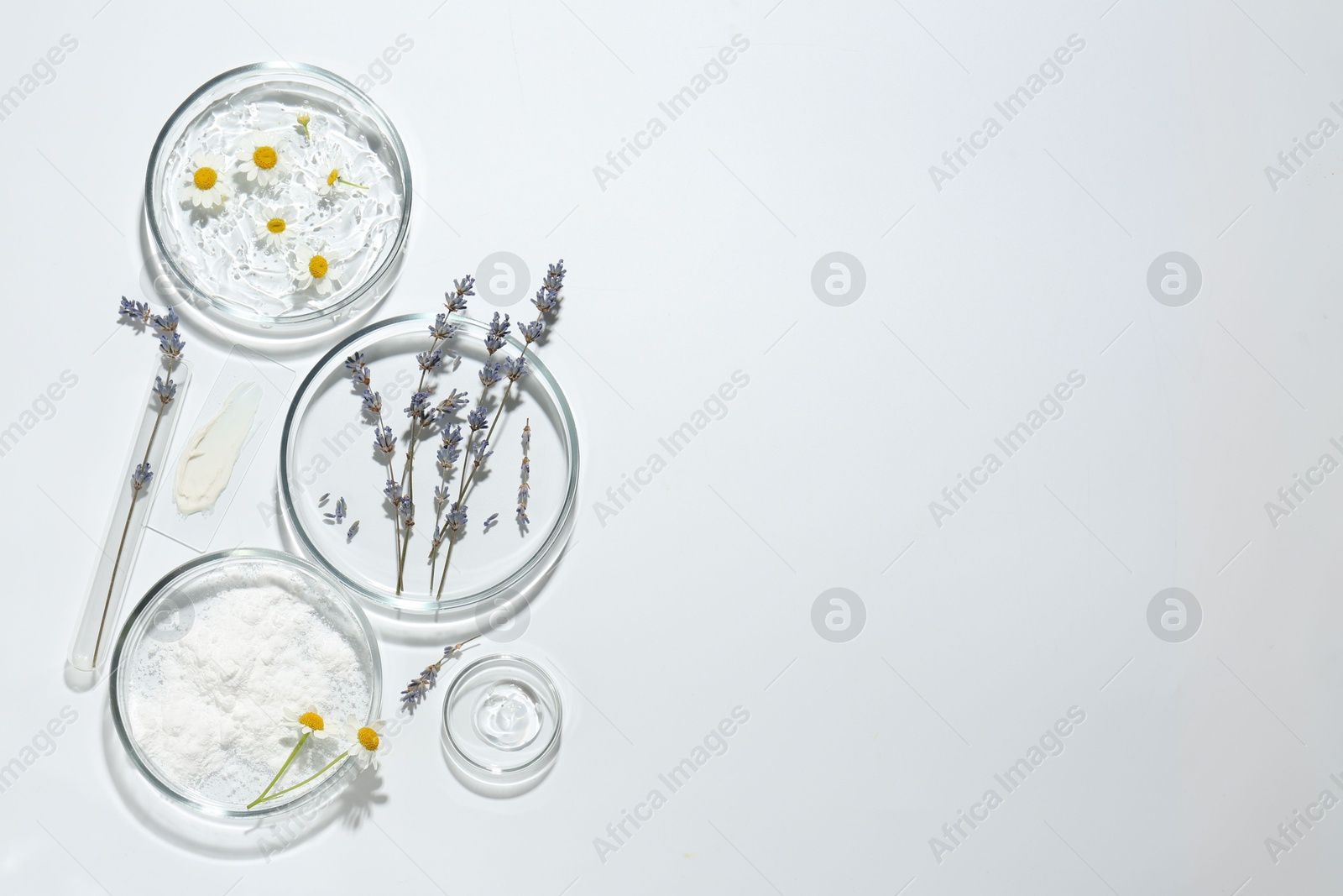 Photo of Petri dishes with lavender, chamomile flowers and cosmetic products on white background, flat lay. Space for text