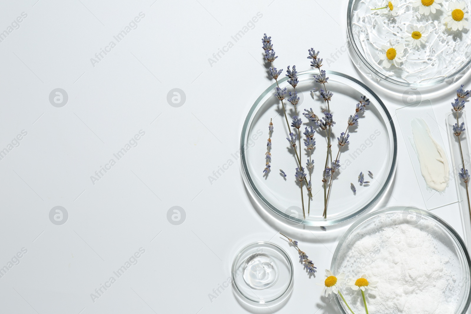 Photo of Petri dishes with lavender, chamomile flowers and cosmetic products on white background, flat lay. Space for text