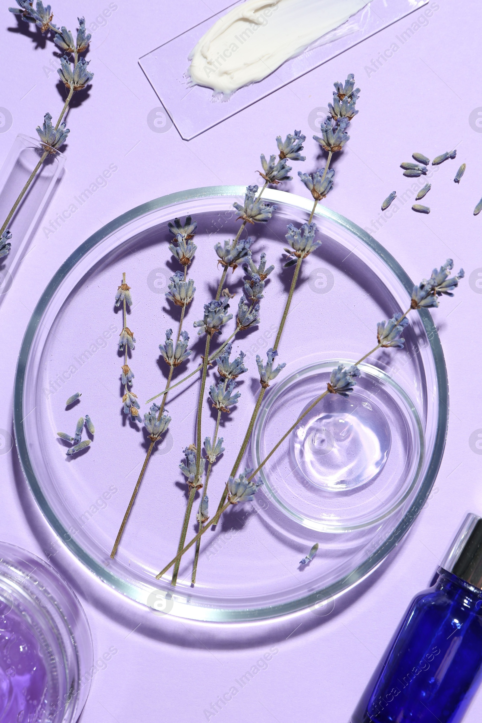 Photo of Petri dishes with lavender flowers and cosmetic products on violet background, flat lay