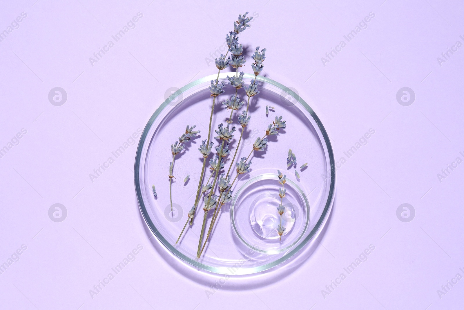 Photo of Petri dishes with lavender flowers and gel on violet background, top view