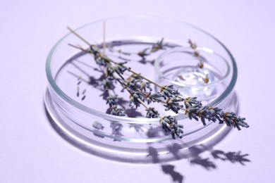 Photo of Petri dishes with lavender flowers on violet background, closeup