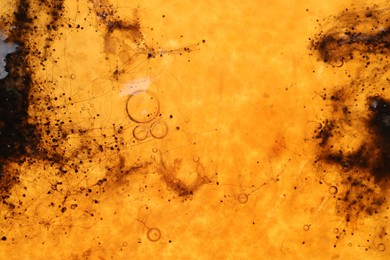 Photo of Sample of bacteria culture as background, macro view