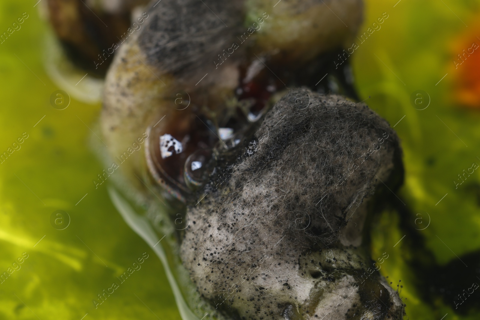 Photo of Sample of bacteria culture as background, macro view