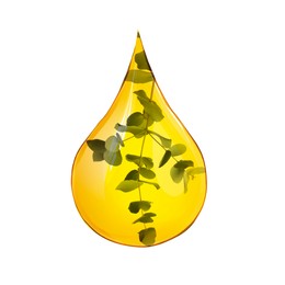 Image of Eucalyptus oil drop with branch inside on white background