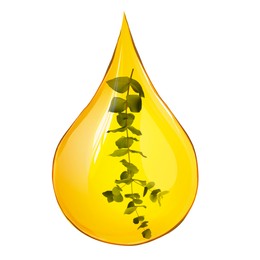 Image of Eucalyptus oil drop with branch inside on white background