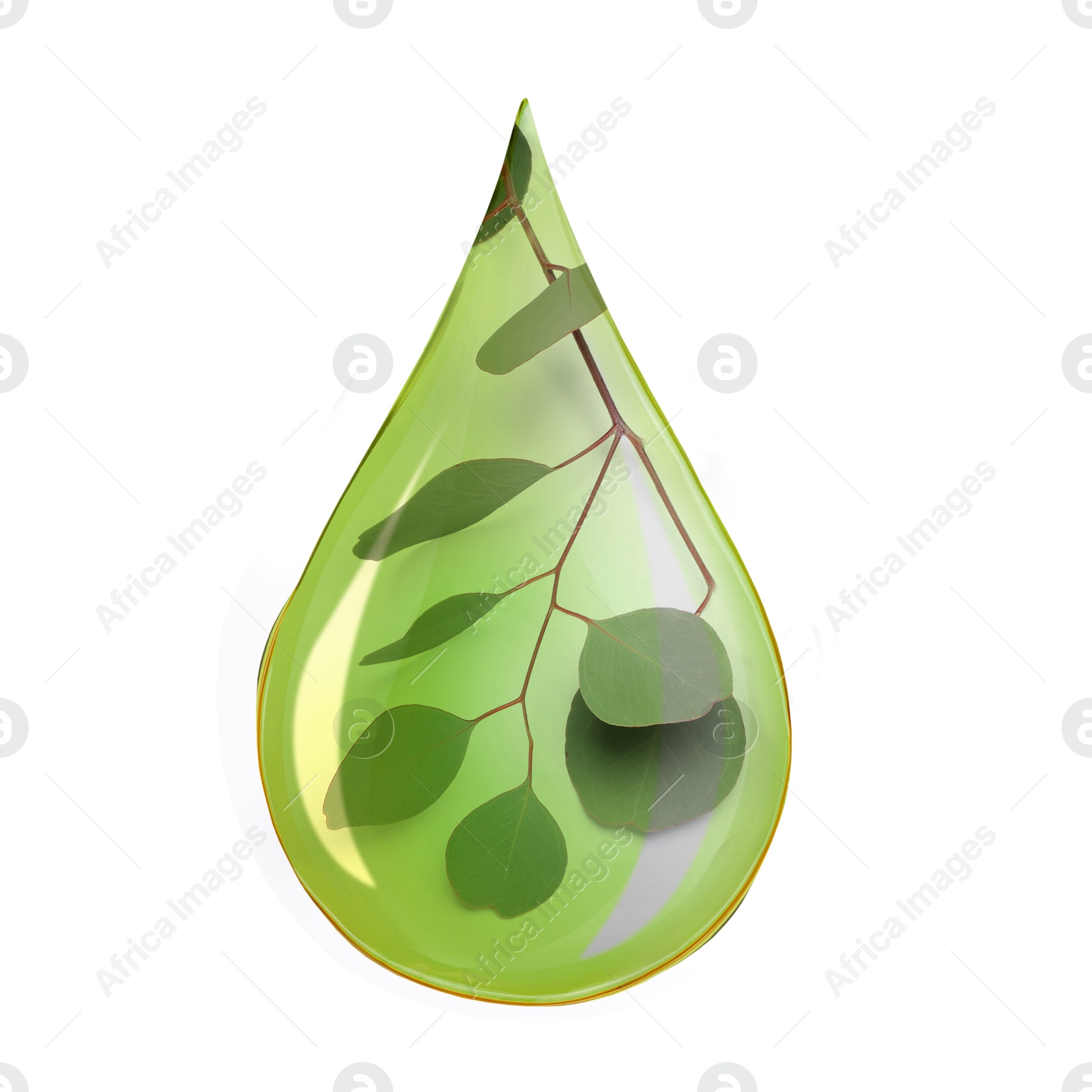 Image of Eucalyptus oil drop with branch inside on white background