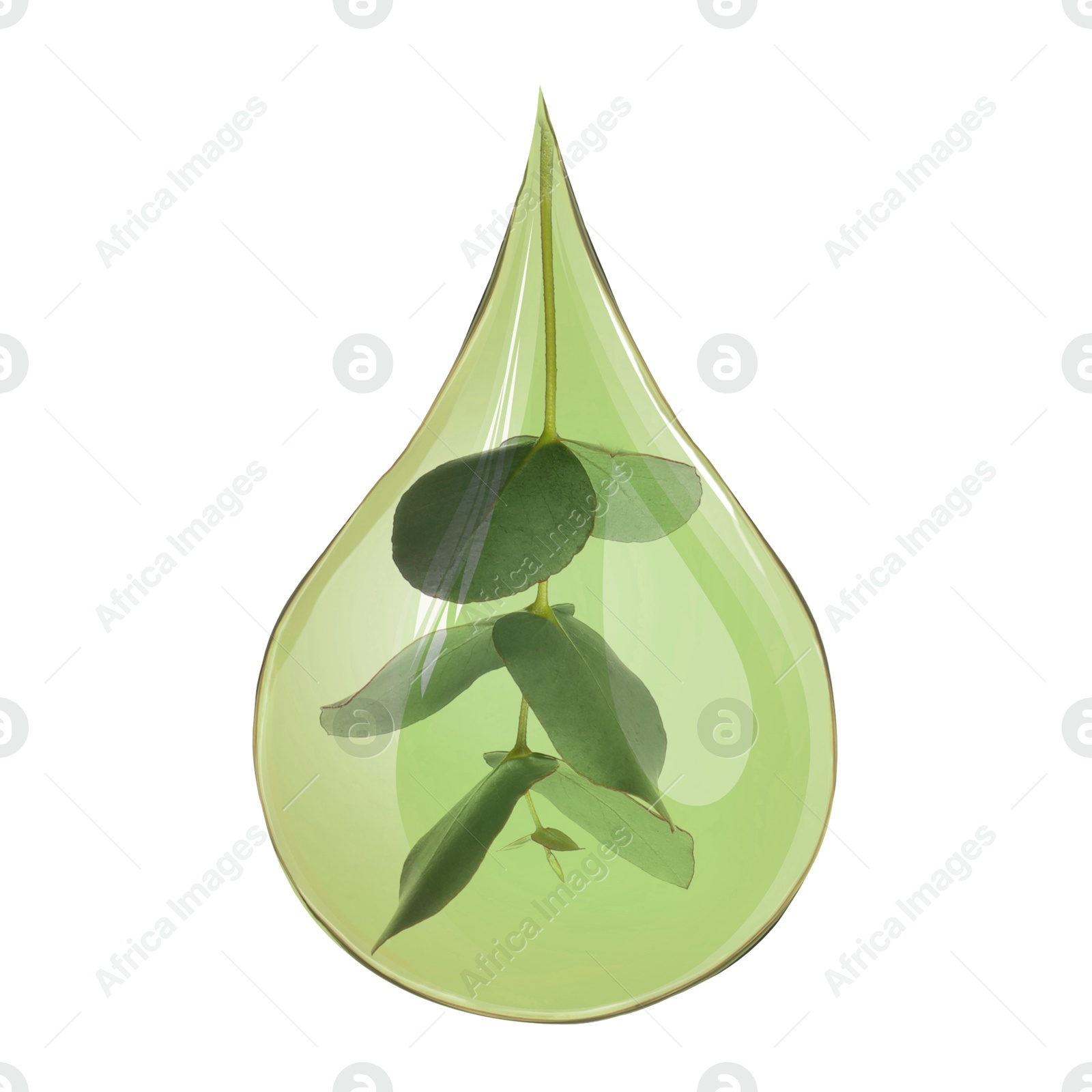 Image of Eucalyptus oil drop with branch inside on white background