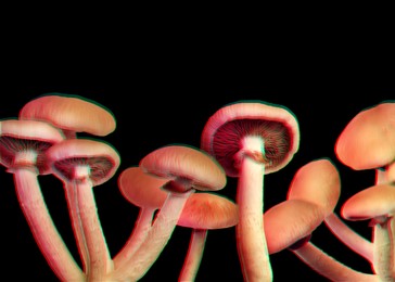 Hallucinogenic mushrooms on black background, glitch effect