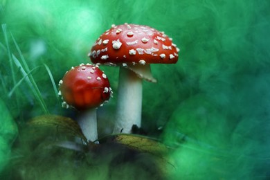 Hallucinogenic mushrooms in forest surrounded by smoke