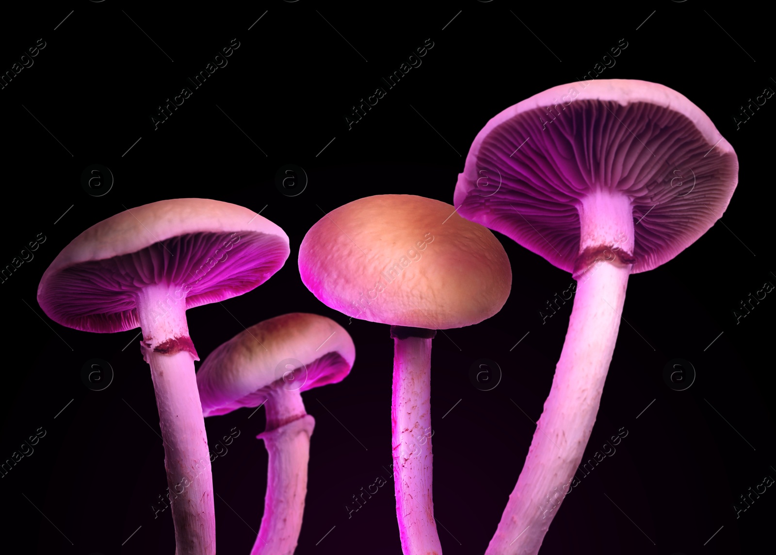 Image of Hallucinogenic mushrooms on black background, color toned