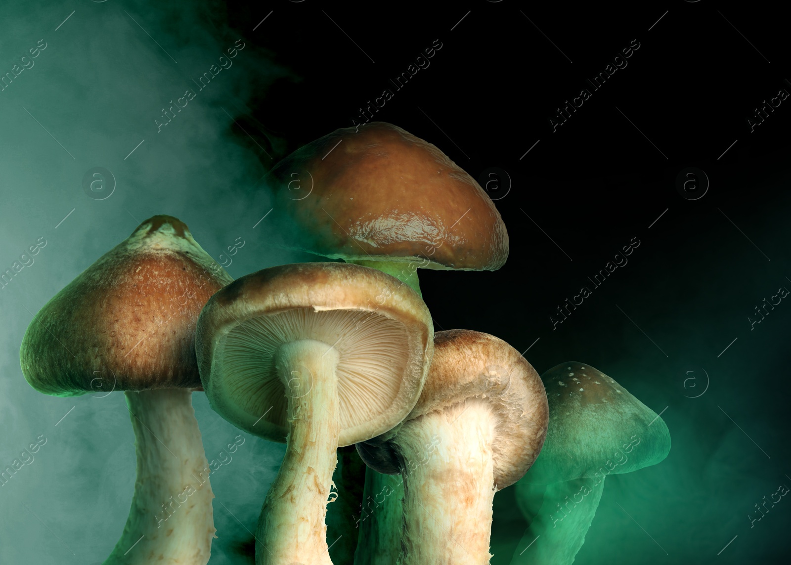 Image of Hallucinogenic mushrooms on black background with smoke