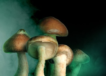 Image of Hallucinogenic mushrooms on black background with smoke