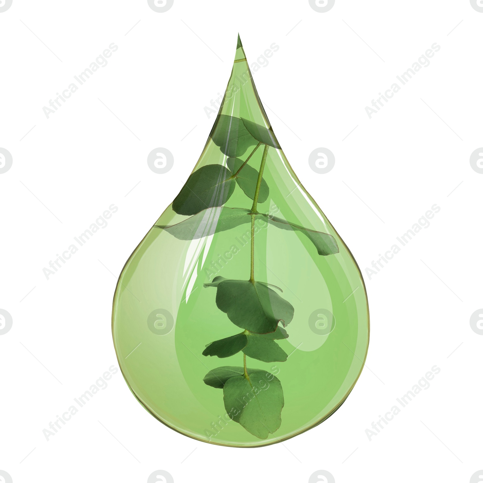 Image of Eucalyptus oil drop with branch inside on white background