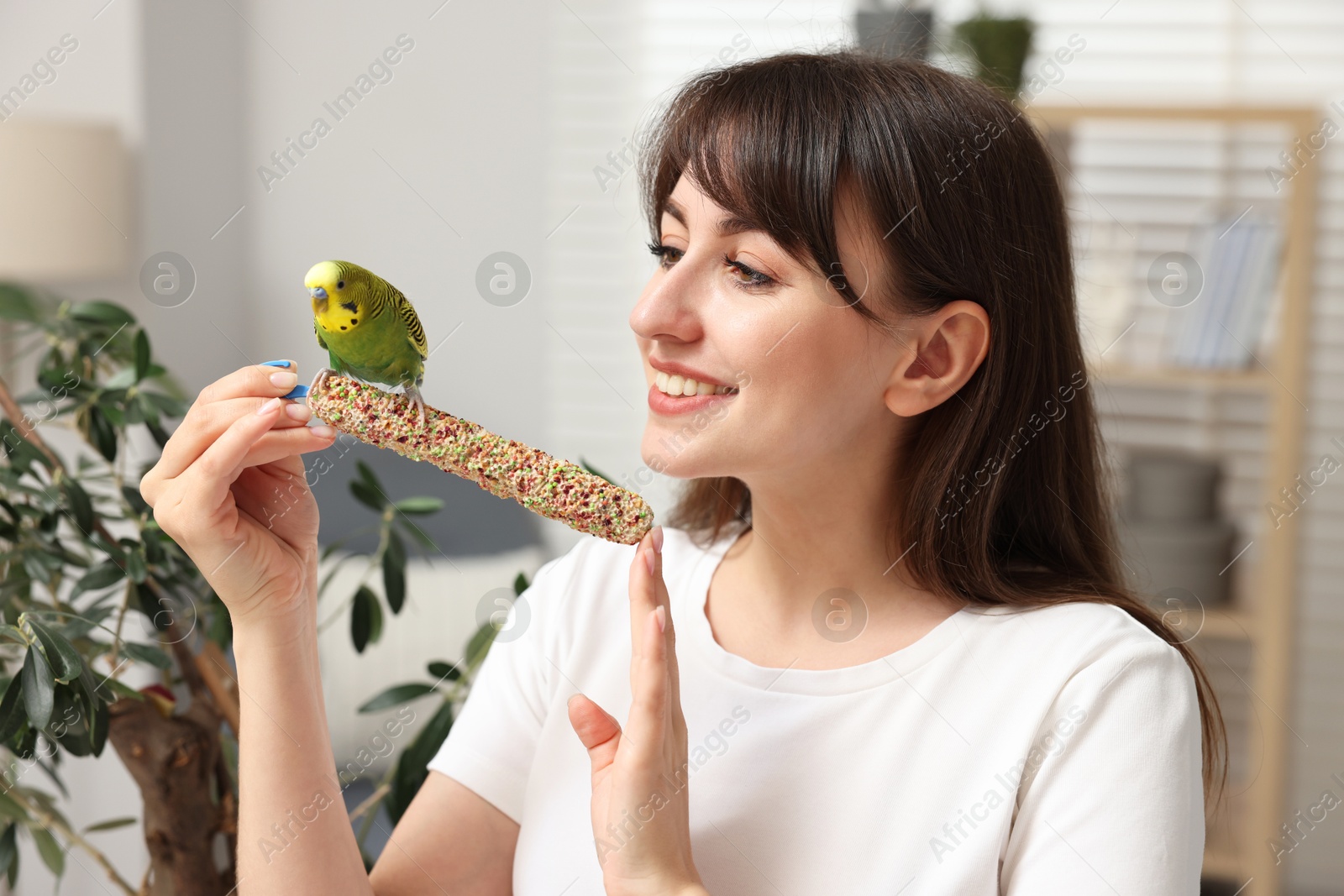 Photo of Woman feeding bright parrot with bird treat indoors. Exotic pet