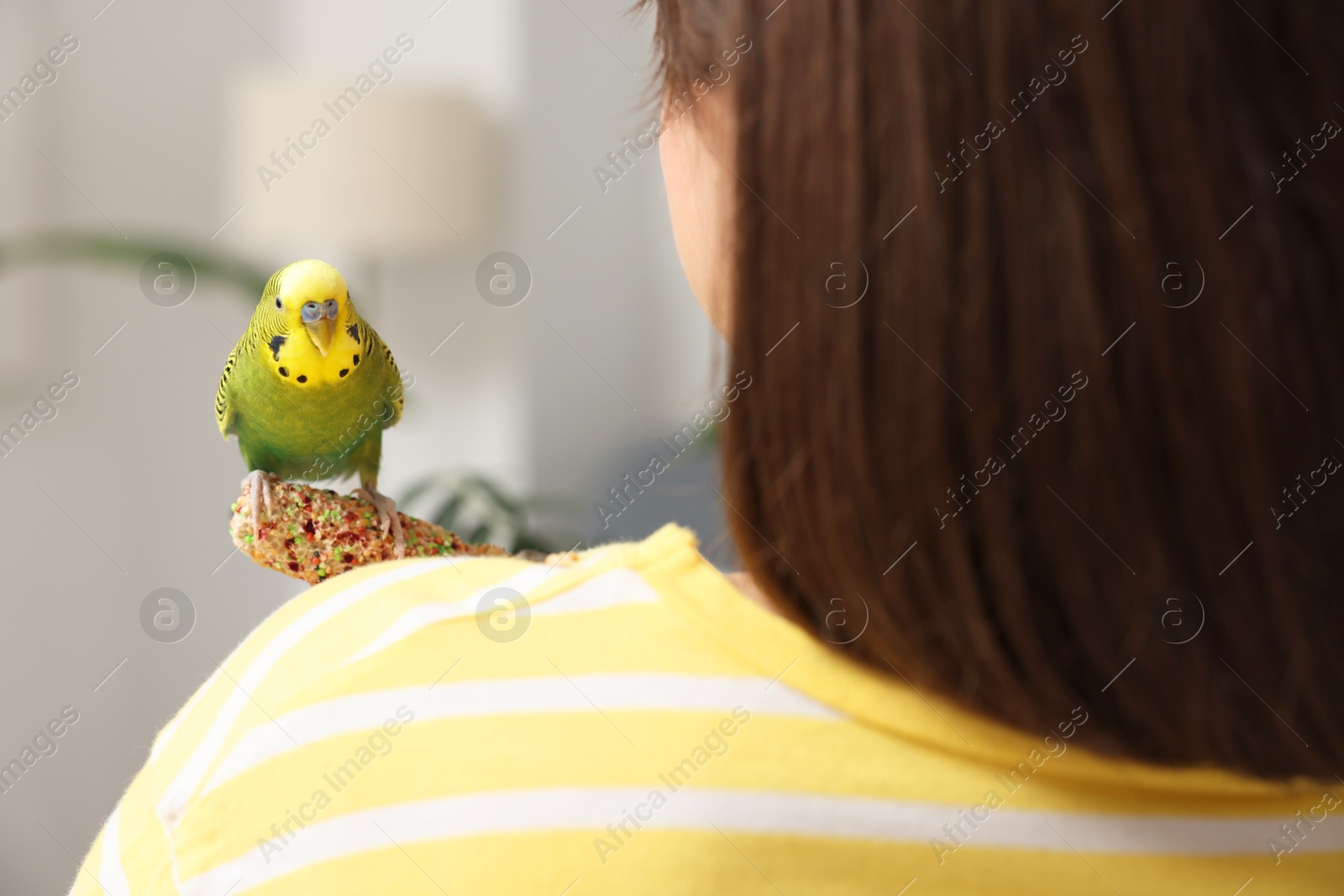 Photo of Woman feeding bright parrot with bird treat indoors, back view. Exotic pet