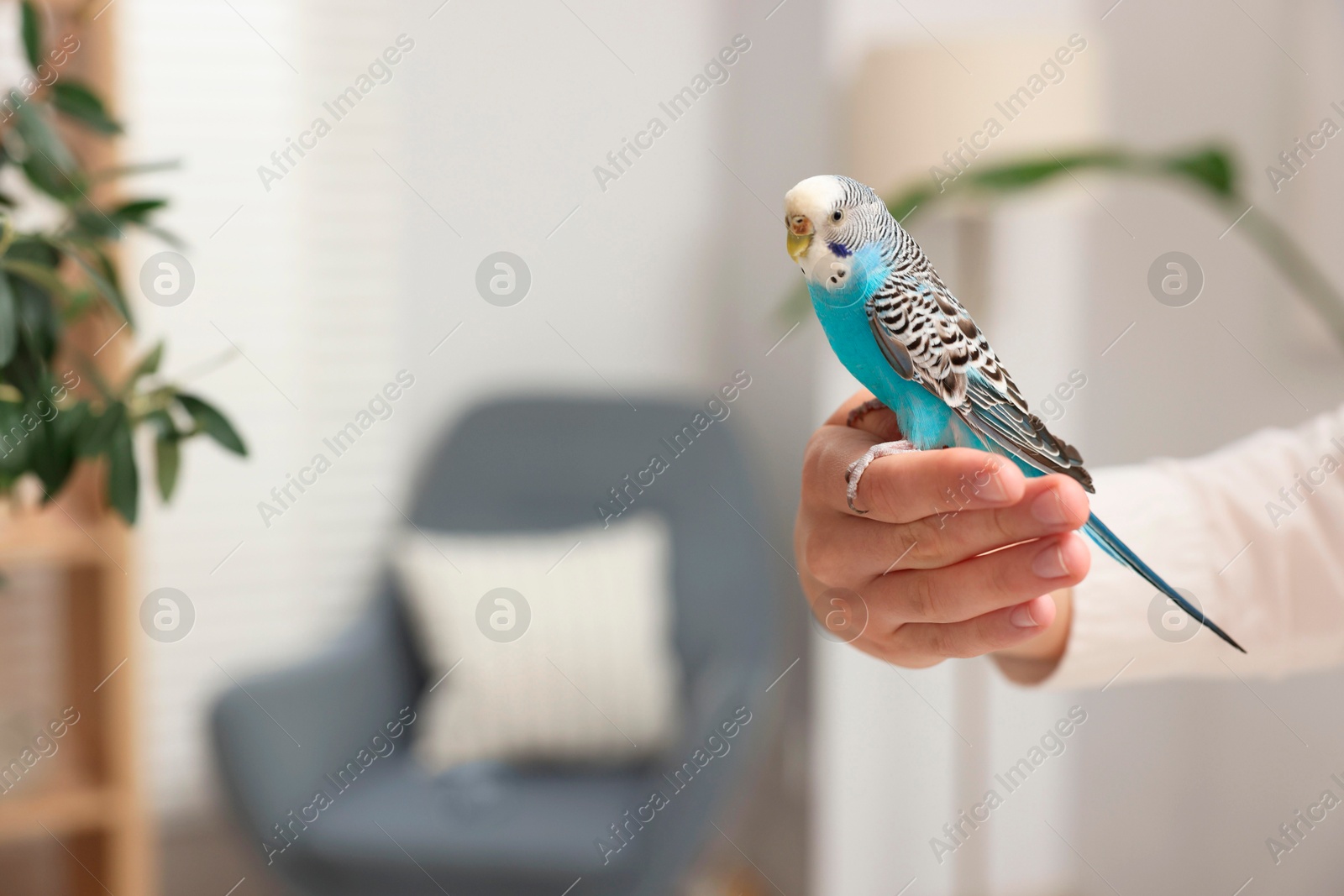 Photo of Woman with bright parrot at home, closeup. Space for text