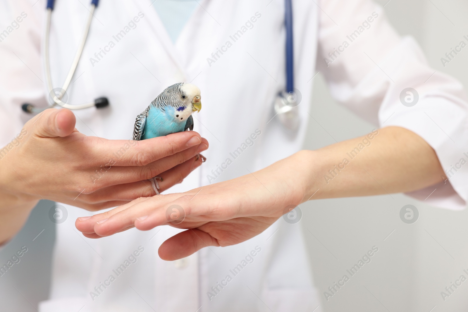 Photo of Veterinarian examining pet parrot on light background, closeup