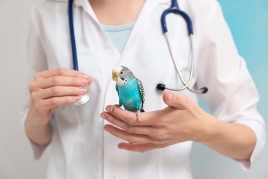 Photo of Veterinarian examining pet parrot on light background, closeup