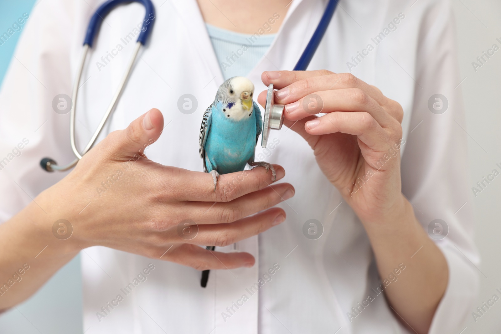 Photo of Veterinarian examining pet parrot on light background, closeup