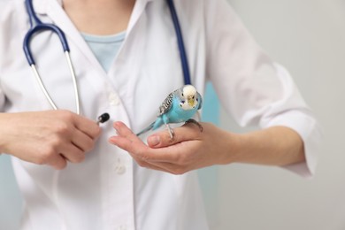 Veterinarian examining pet parrot on light background, closeup