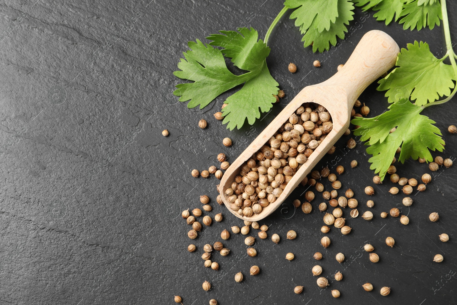 Photo of Scoop with dried coriander seeds and green leaves on dark gray textured table, flat lay. Space for text