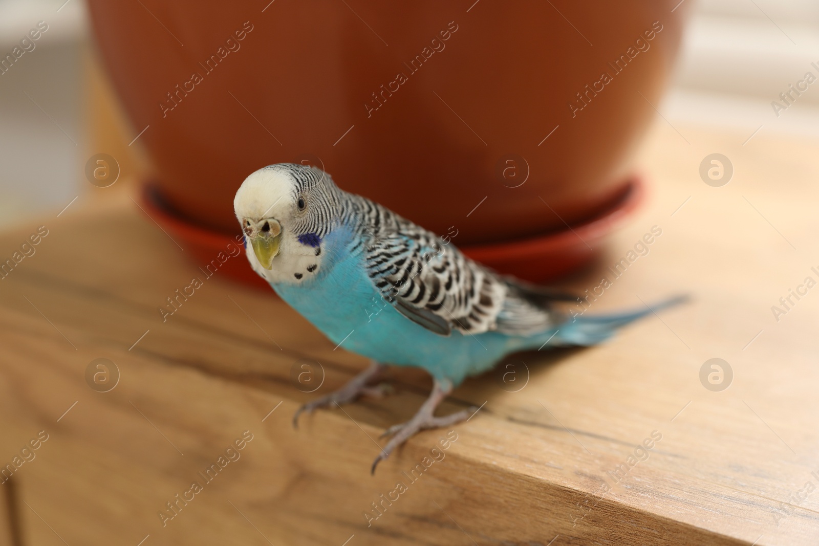 Photo of Pet parrot. Beautiful budgerigar sitting on wooden table at home