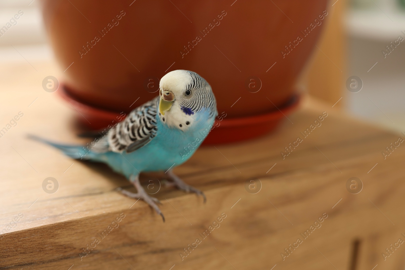 Photo of Pet parrot. Beautiful budgerigar sitting on wooden table at home