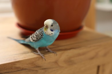 Photo of Pet parrot. Beautiful budgerigar sitting on wooden table at home