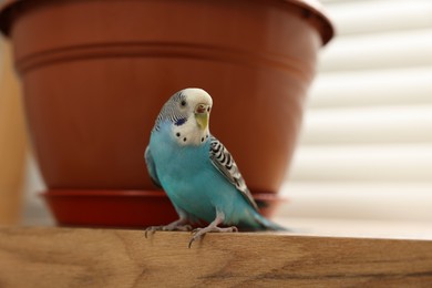 Pet parrot. Beautiful budgerigar sitting on wooden table at home