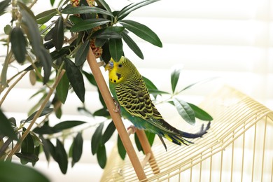 Photo of Pet parrot. Beautiful budgerigar on decorative ladder indoors