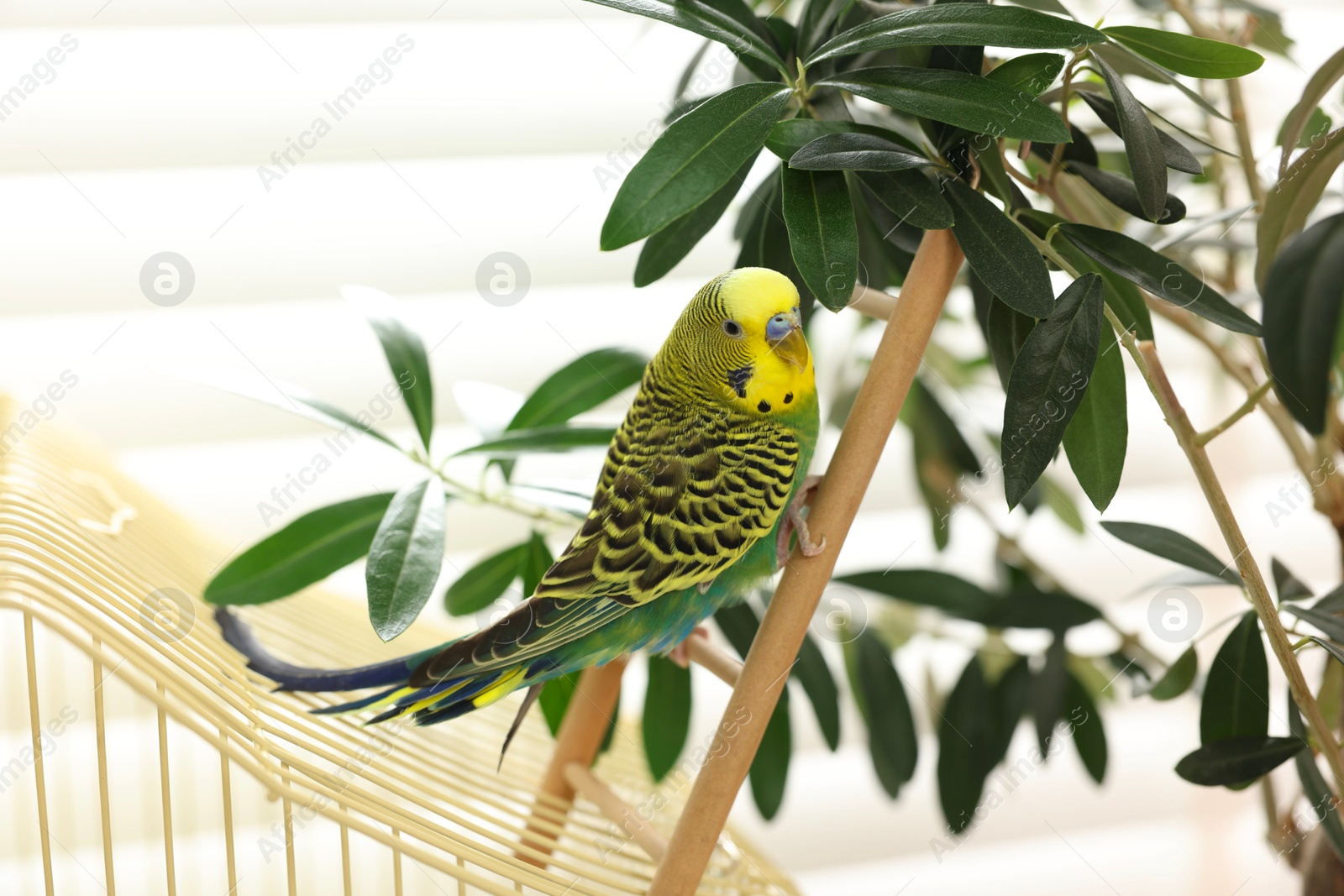 Photo of Pet parrot. Beautiful budgerigar on decorative ladder indoors