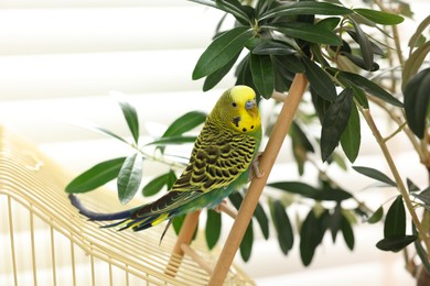 Pet parrot. Beautiful budgerigar on decorative ladder indoors