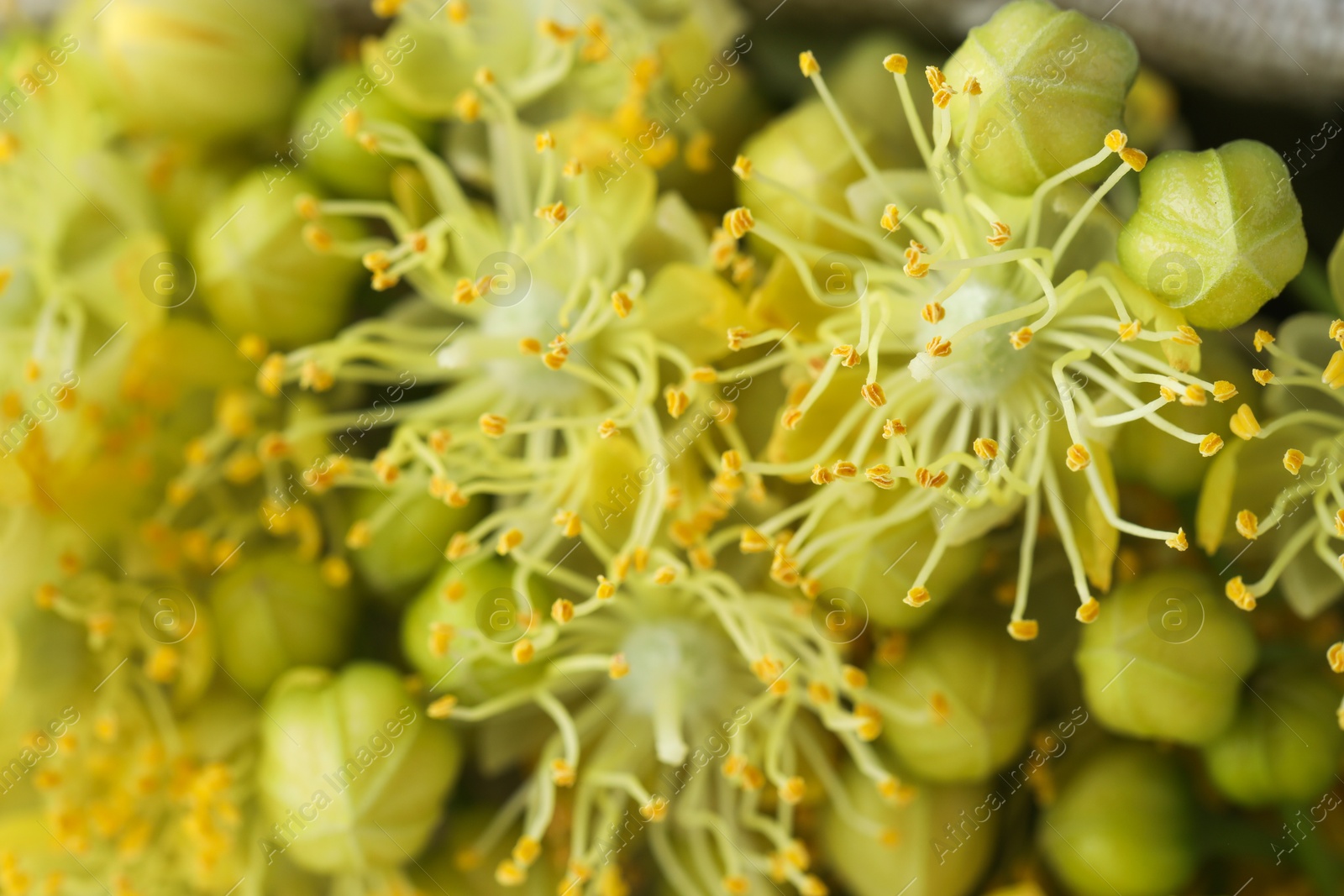 Photo of Fresh linden leaves and flowers as background, closeup